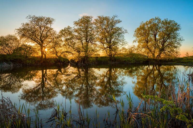 ставропольский край, ставрополье, весна, май, степь, луг, цветы, цветение, закат, солнце, пруд, дерево Майский закат фото превью