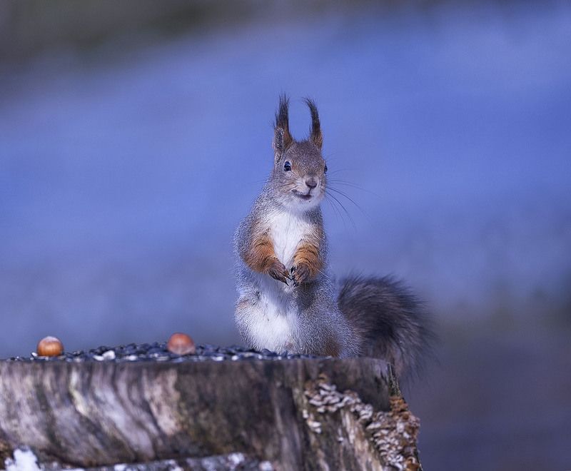 Лесная улыбашка на пеньке счастья фото превью