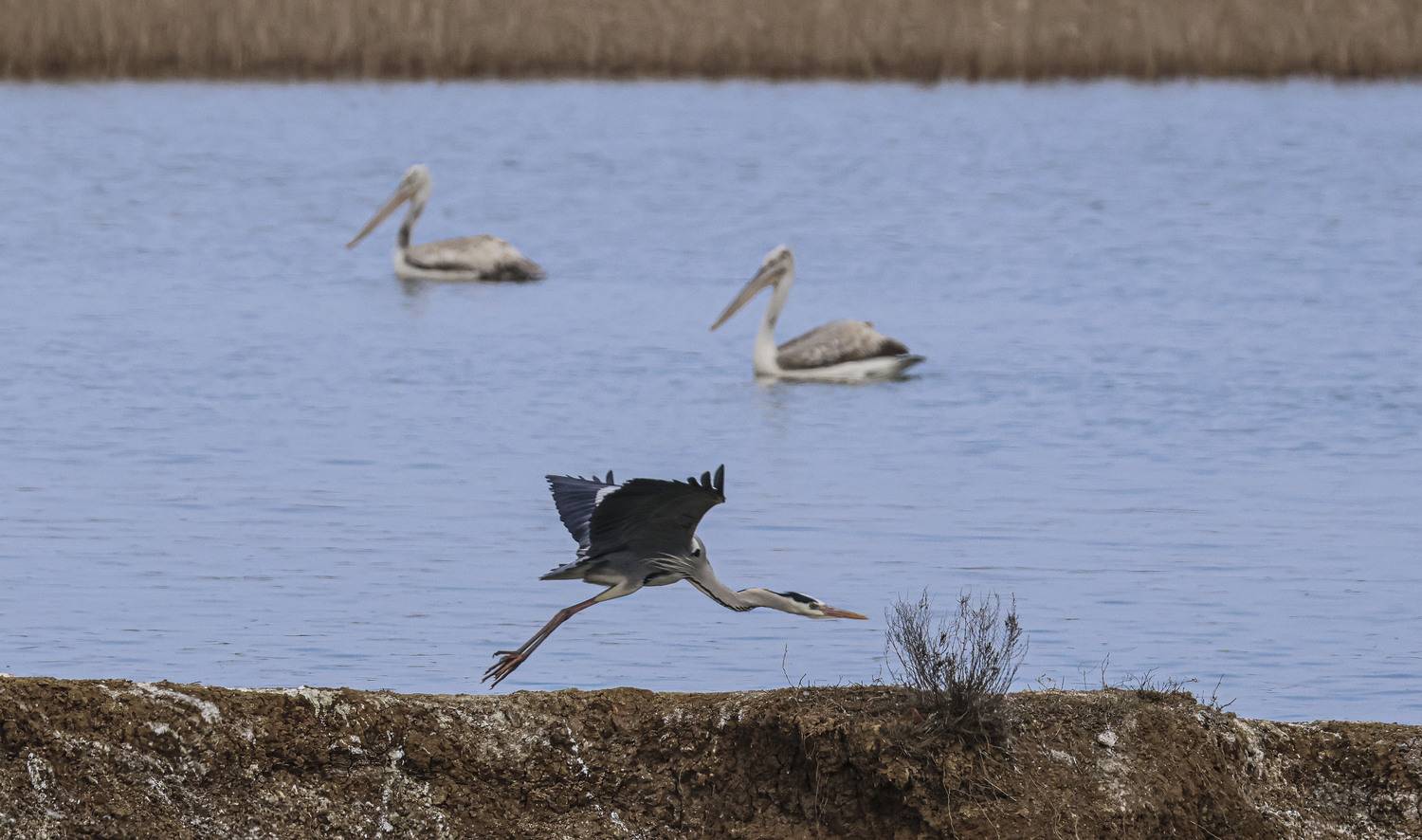 серая цапля, пеликаны, озеро турали, дагестан, Magov Marat