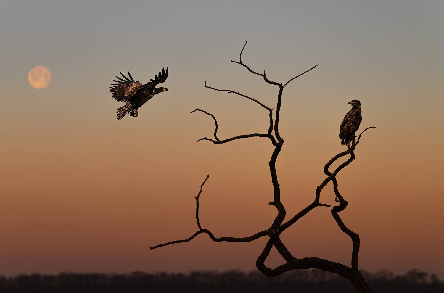 , T&iacute;mea Ambrus