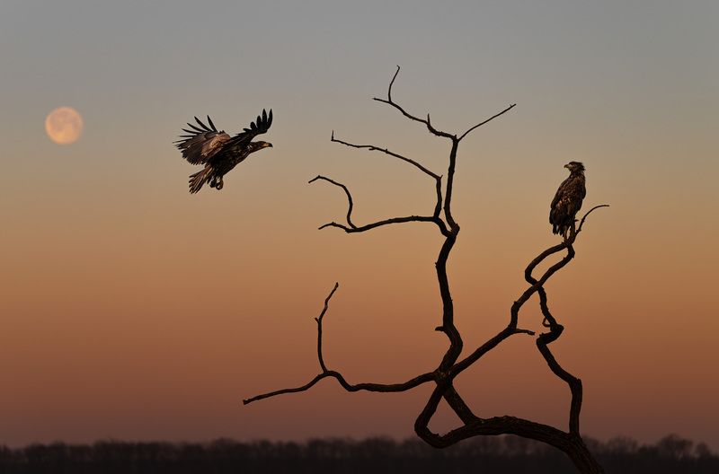 The magic of dawn фото превью