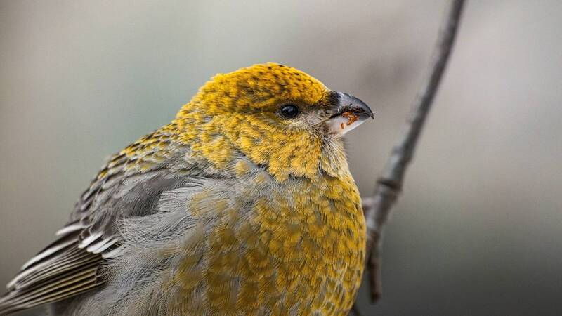 Анималистика фото превью