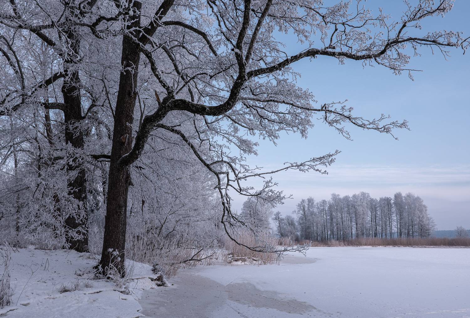 , Гордон Николай