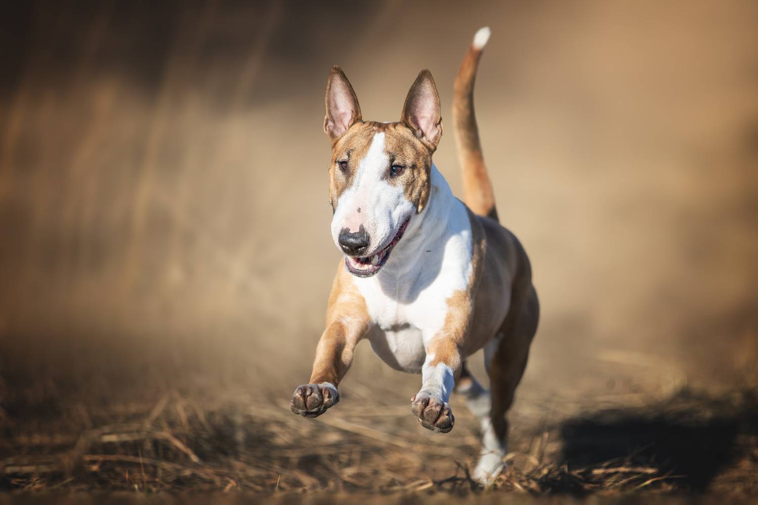 , Ирина Шестакова