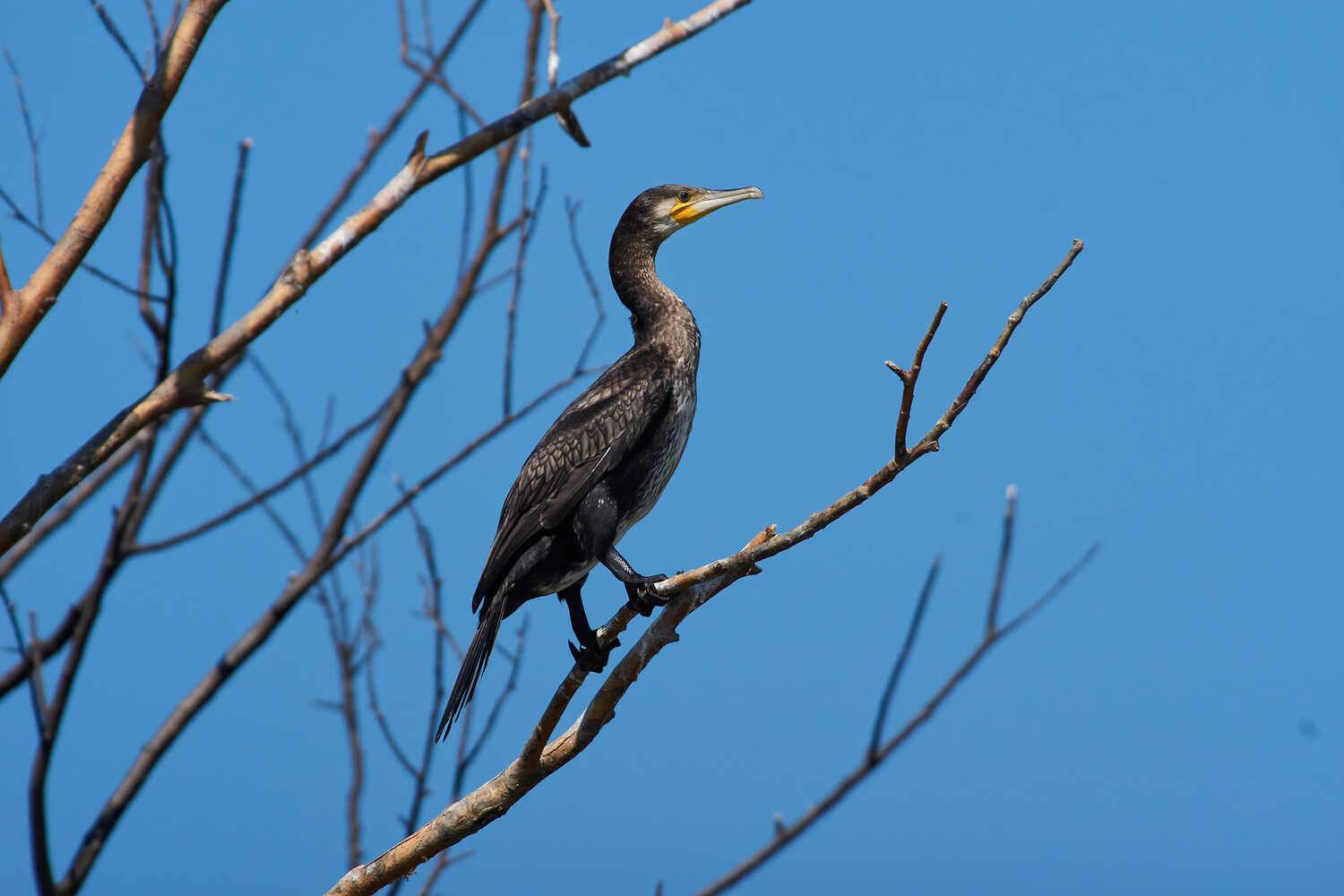 Phalacrocorax carbo, Большой баклан, Павел Сторчилов