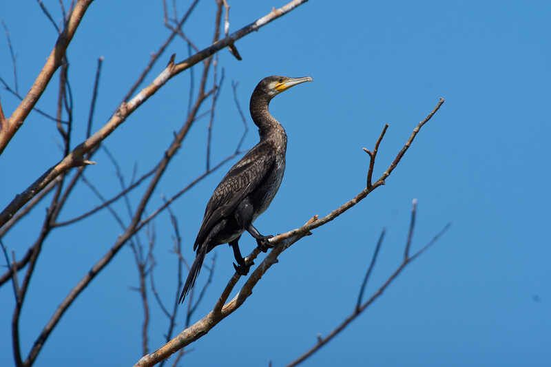 Phalacrocorax carbo, Большой баклан Большой баклан фото превью
