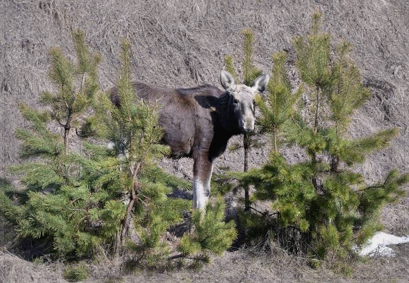 *** фото превью
