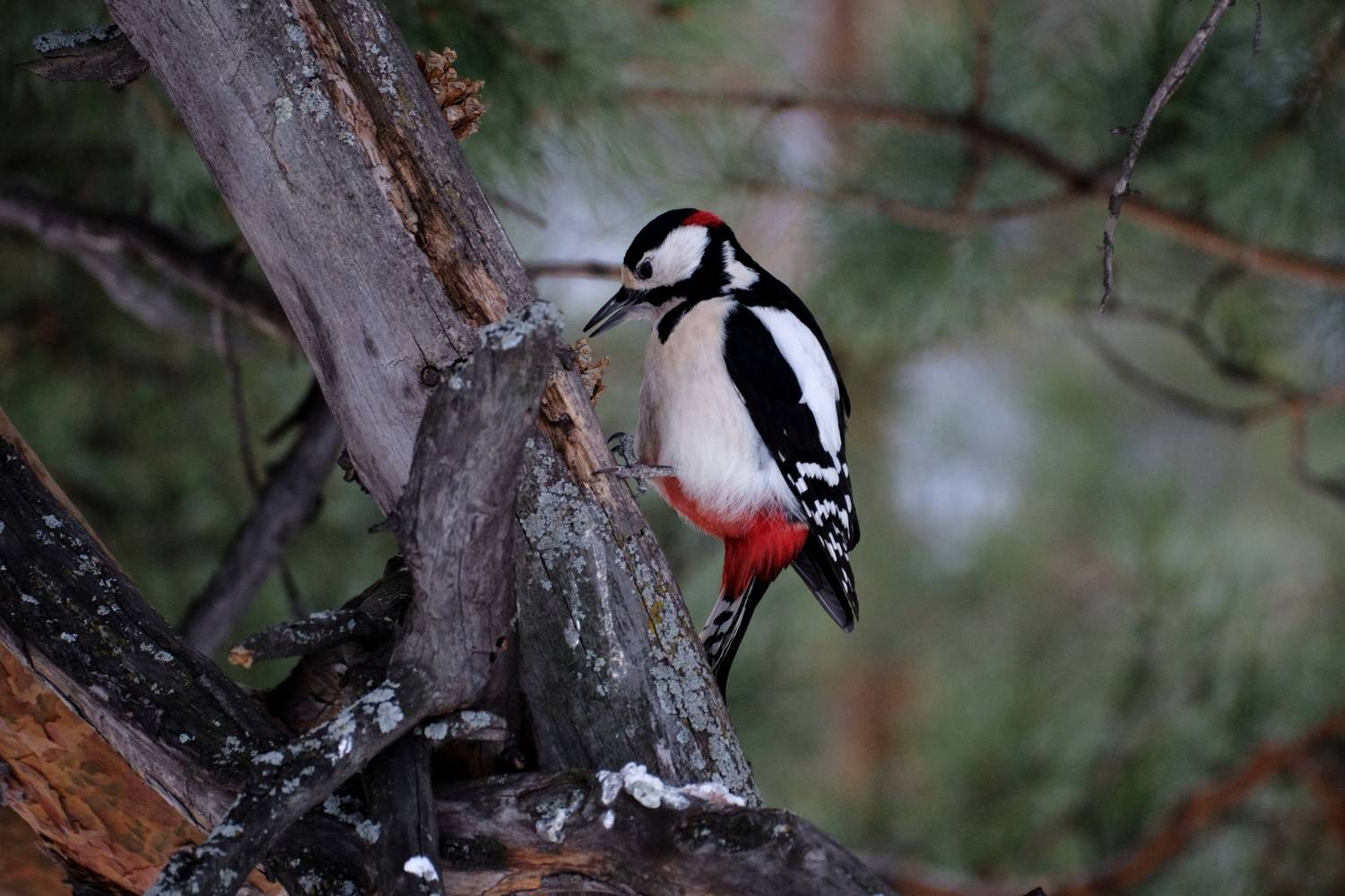 дятел, птицы, Багурский Алексей