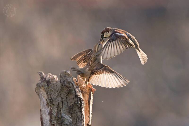 Lens and Feathers фото превью