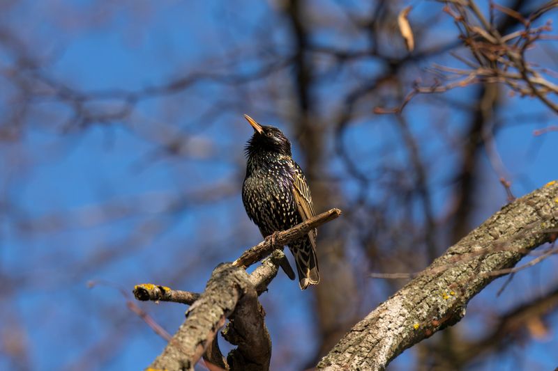 скворец, птица, весна, утро, природа, фотоохота, starling, bird, spring, earlyspring, forest, branch, ветка, wildlifephotography The First Voice of Spring фото превью