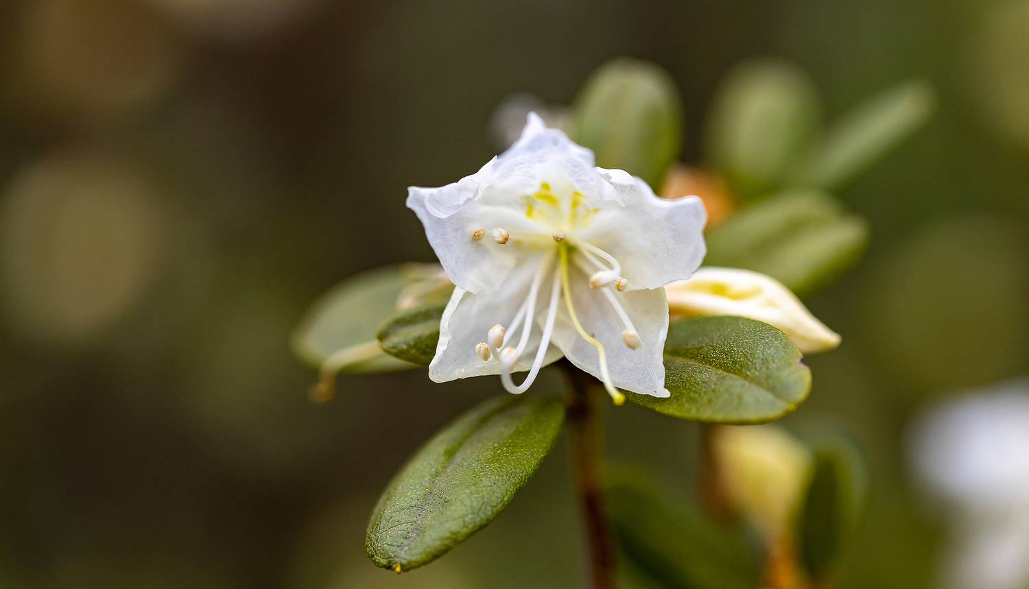 макро, цветок, ботанический сад, санкт петербург, весна, Подосинников Максим