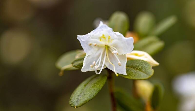 макро, цветок, ботанический сад, санкт петербург, весна Цветы весны.. фото превью