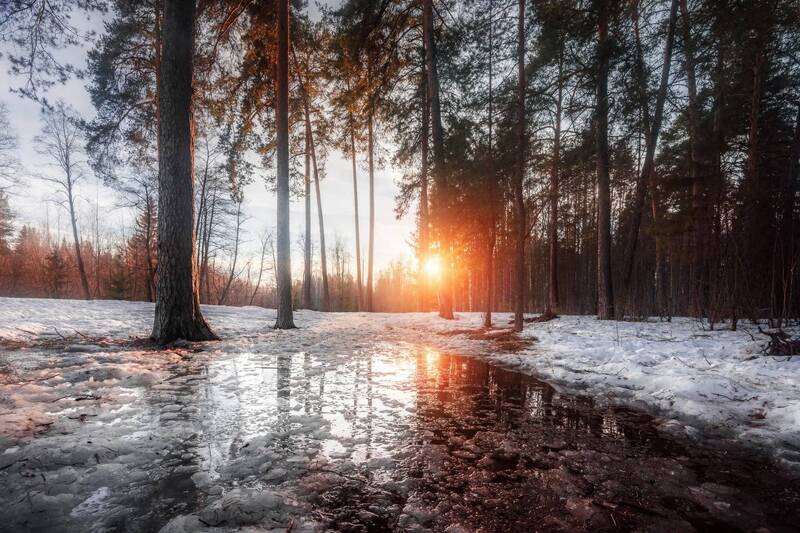 лес, весна, лужа, отражение, закат Первое дыхание весны фото превью
