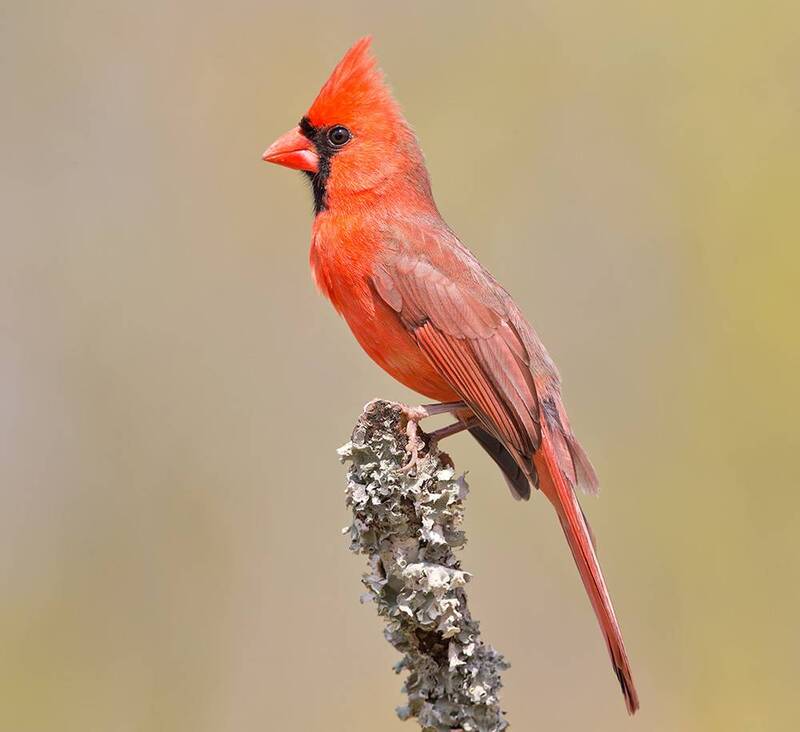 northern cardinal, cardinal, красный кардинал, кардинал, весна, spring Northern Cardinal male - Красный кардинал самец фото превью