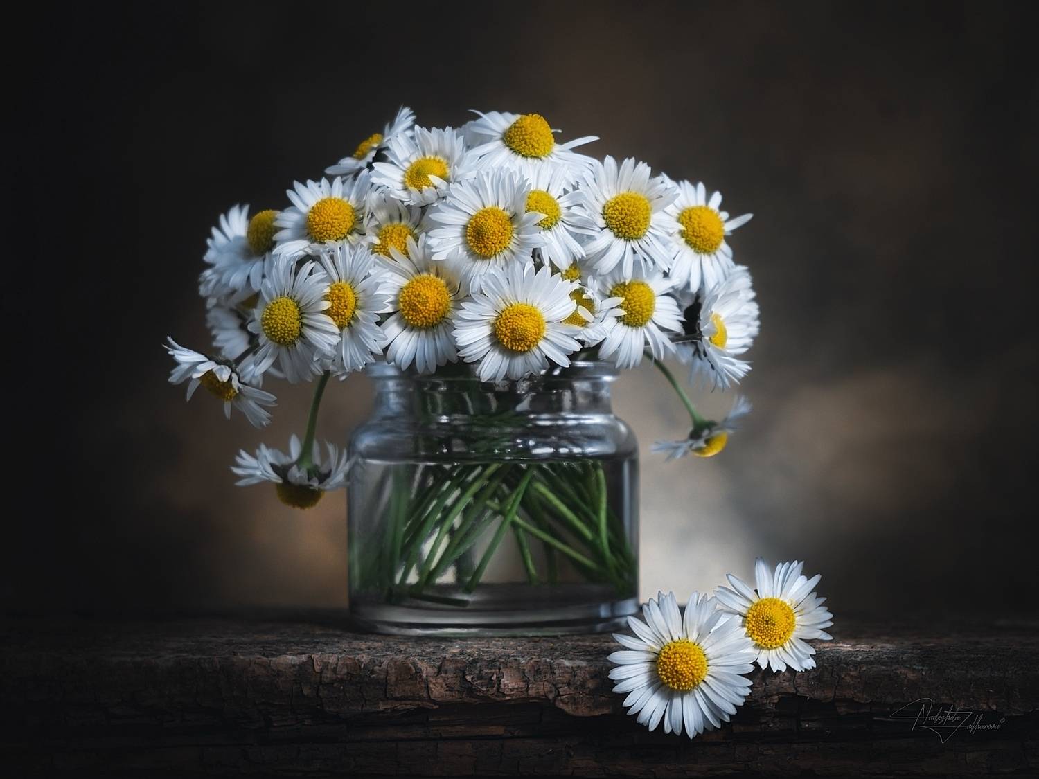 натюрморт, художественная фотография, маргаритки, весна2026, март, южные цветы, южная весна, весенний букет, Nadezhda Zakharova