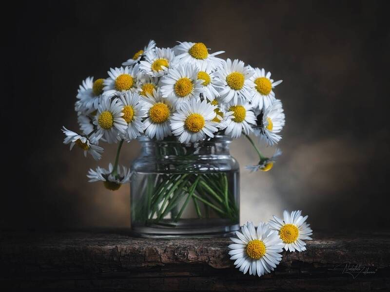 натюрморт, художественная фотография, маргаритки, весна2026, март, южные цветы, южная весна, весенний букет Маргаритки фото превью