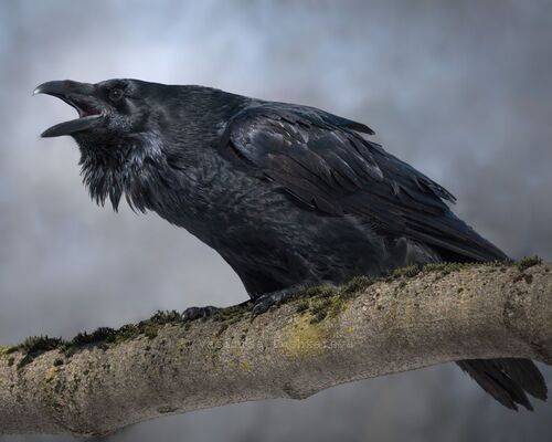 Прекрасный ворон