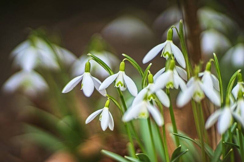 *** фото превью