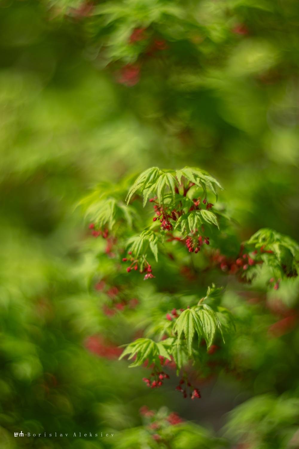 nature, green, light, bokeh, Алексиев Борислав