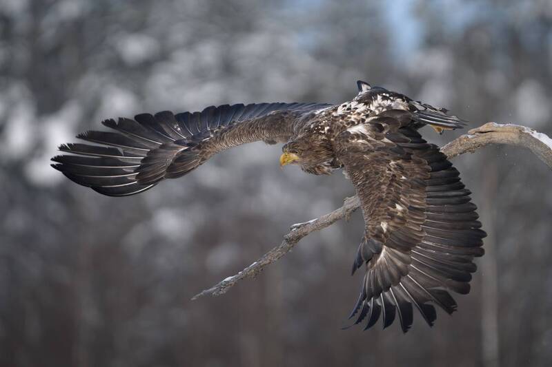Спуск фото превью