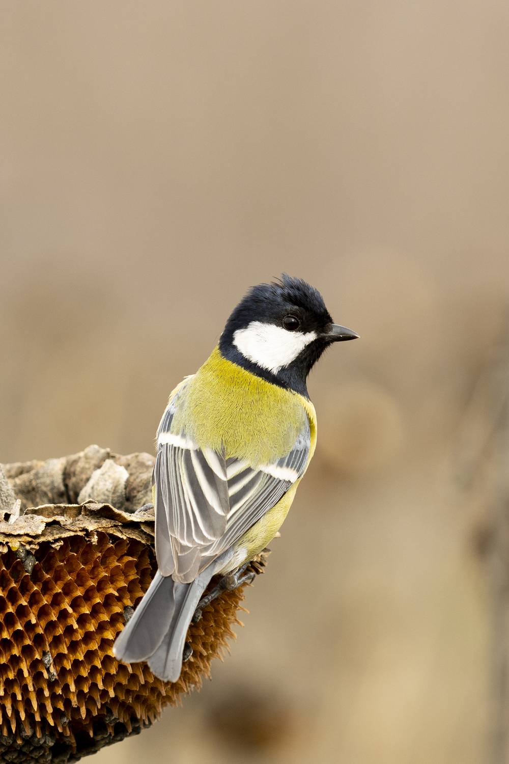 , Валерий Черняк