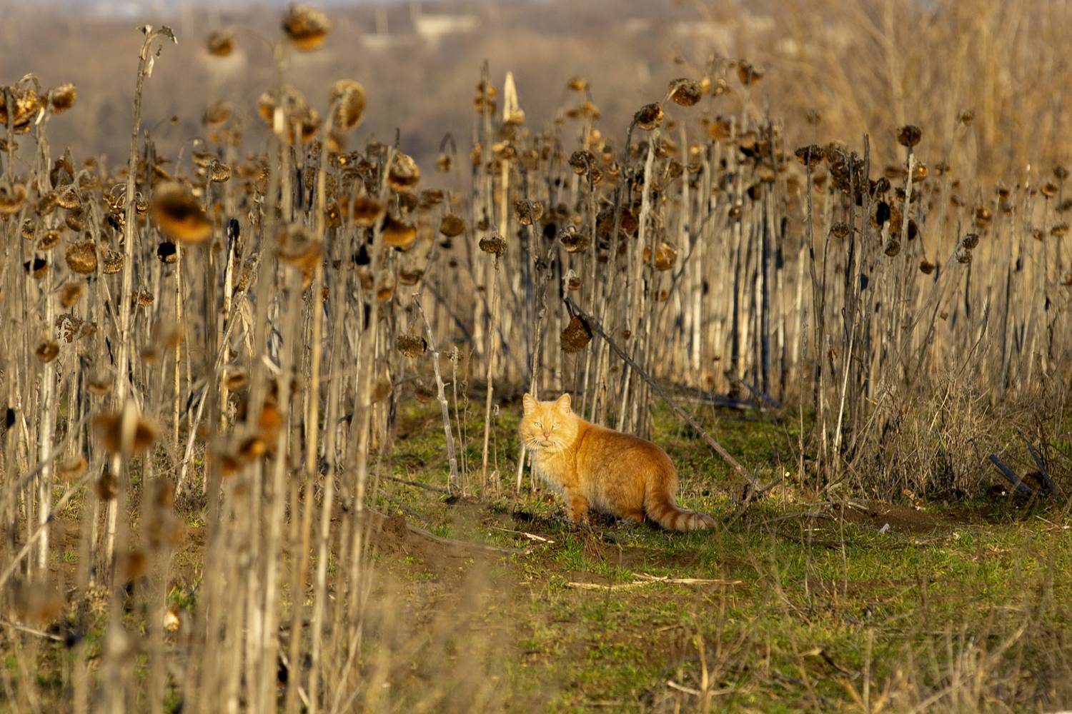, Валерий Черняк