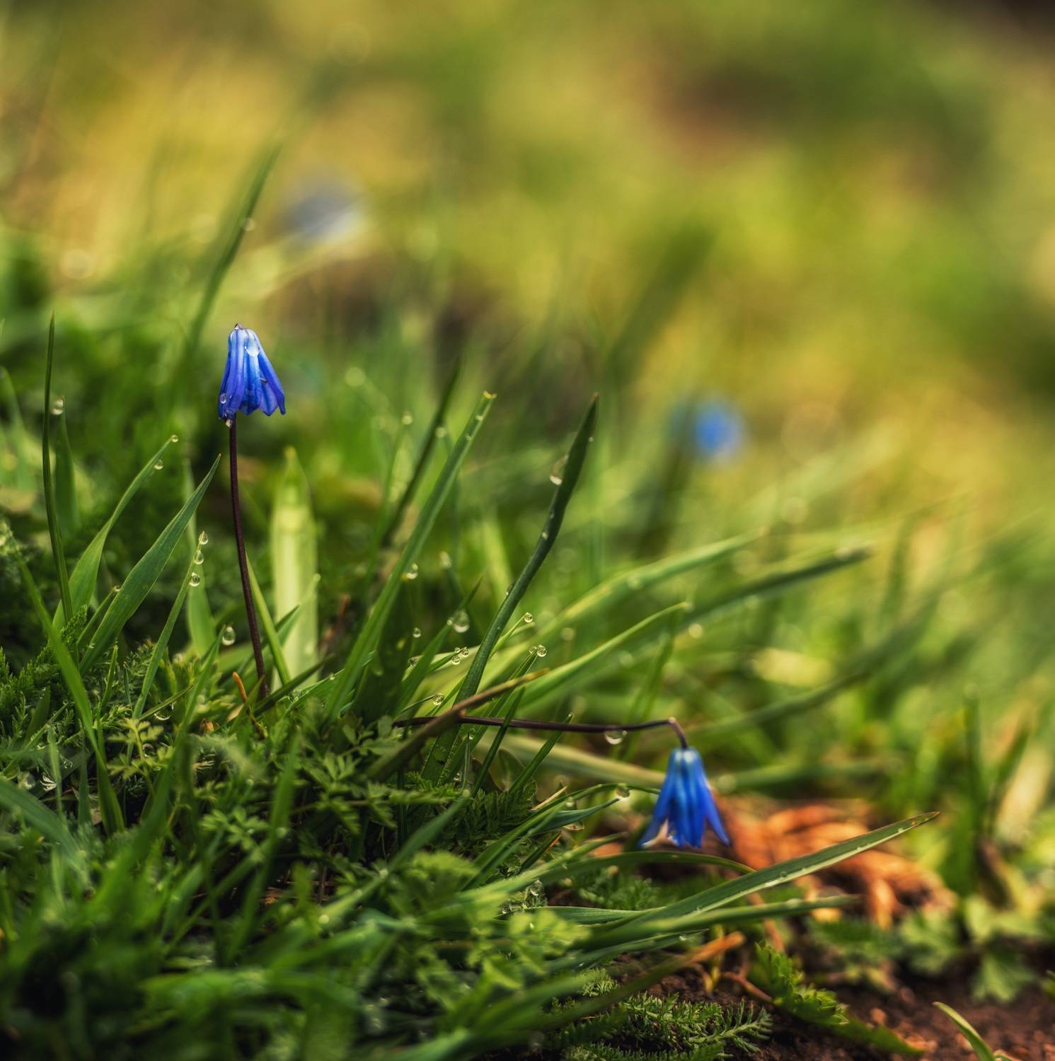 , Величко Дмитрий