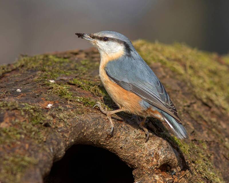 обыкновенный поползень, поползень, sitta europaea, eurasian nuthatch, nuthatch Следопыт фото превью