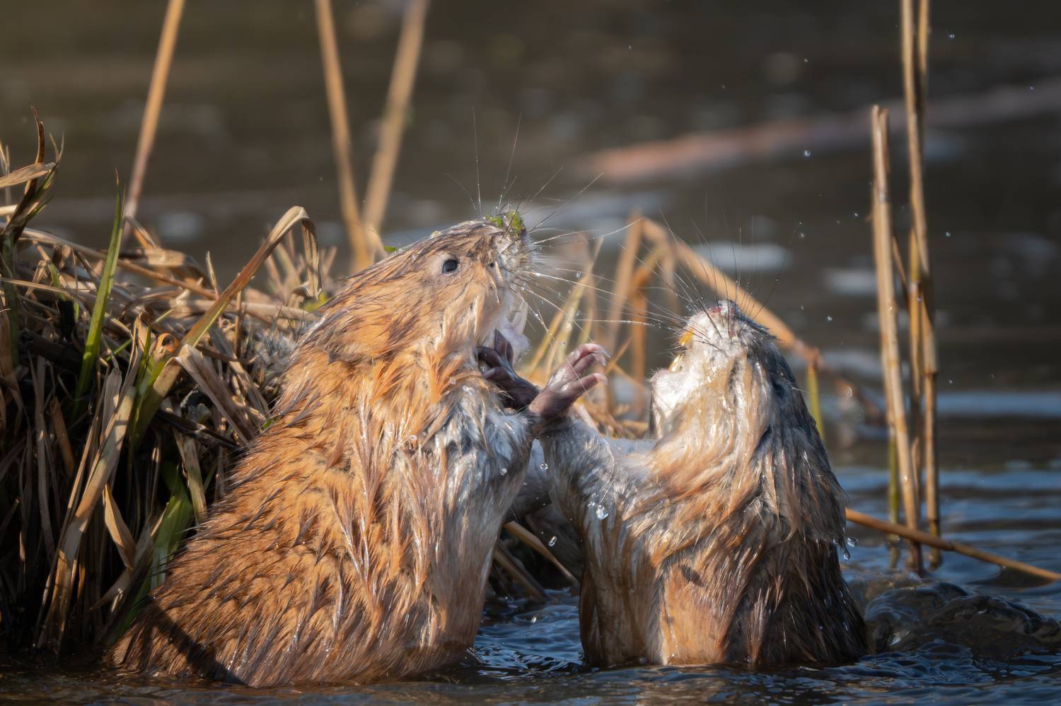 , Ширгин Сергей