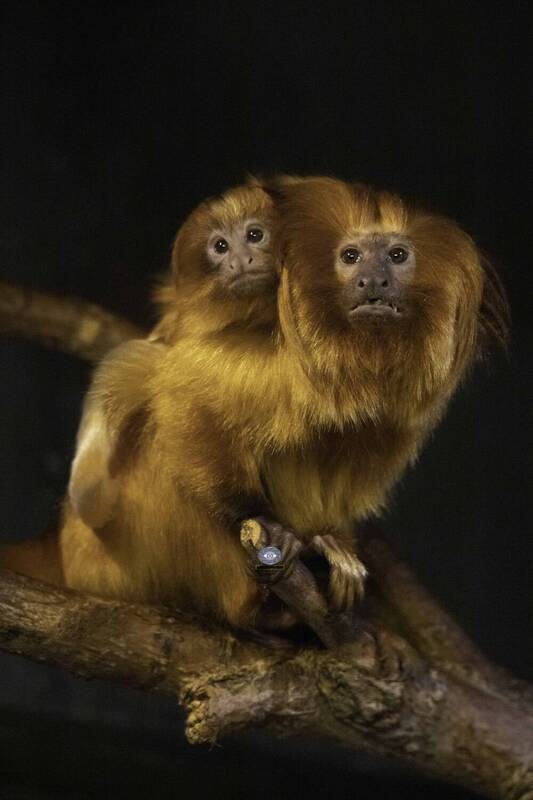 Golden lion tamarin фото превью