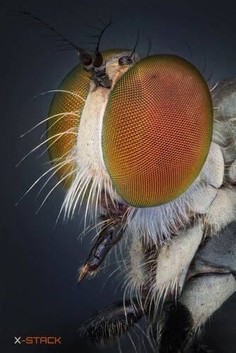 Tiny robber fly