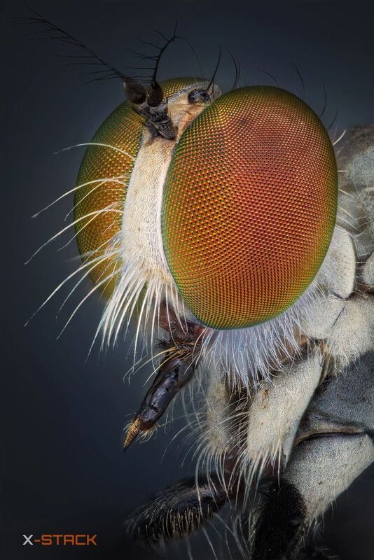 Macro, XStack Tiny robber fly фото превью
