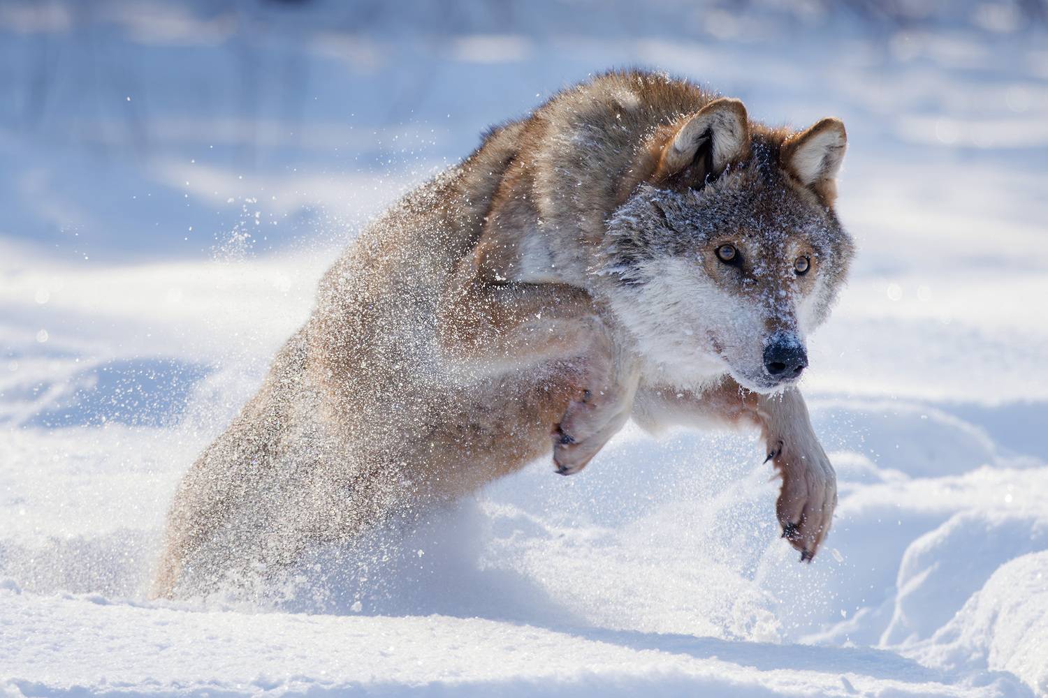 , Морозов Сергей