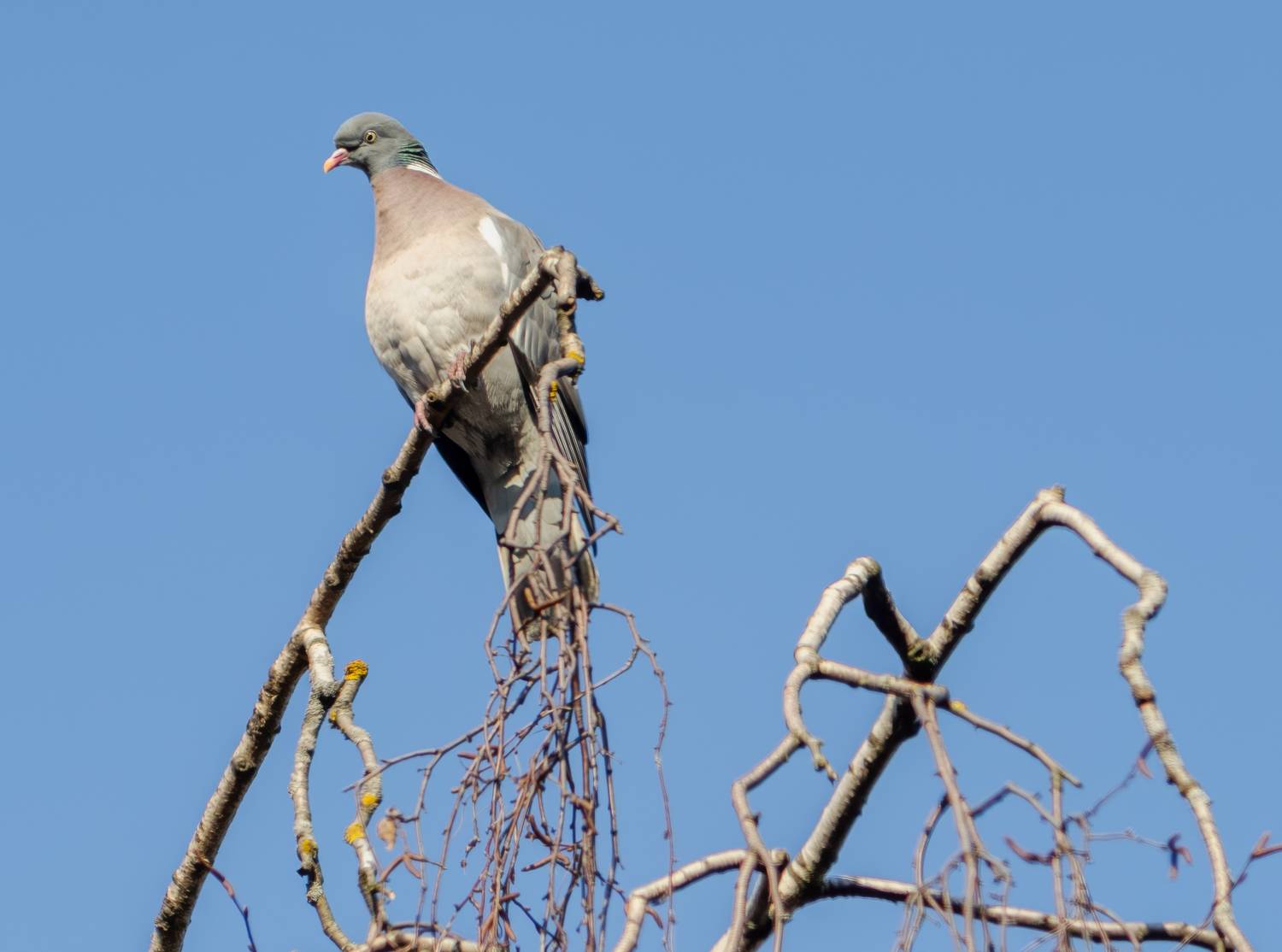 , Курлянцев Алексей