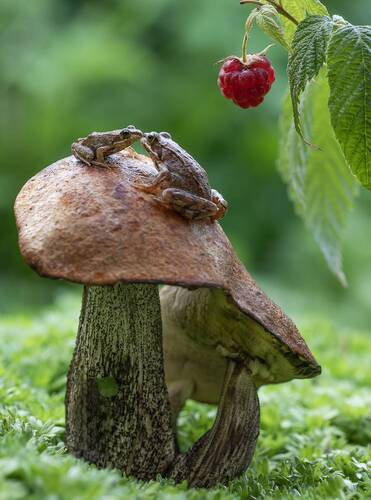 Лягушачьи нежности)