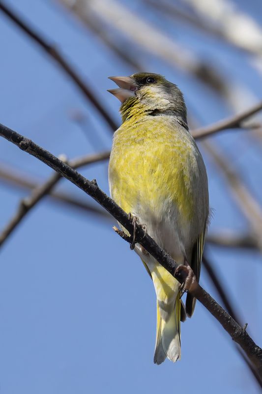 зеленушка, птицы, природа Зеленушка фото превью