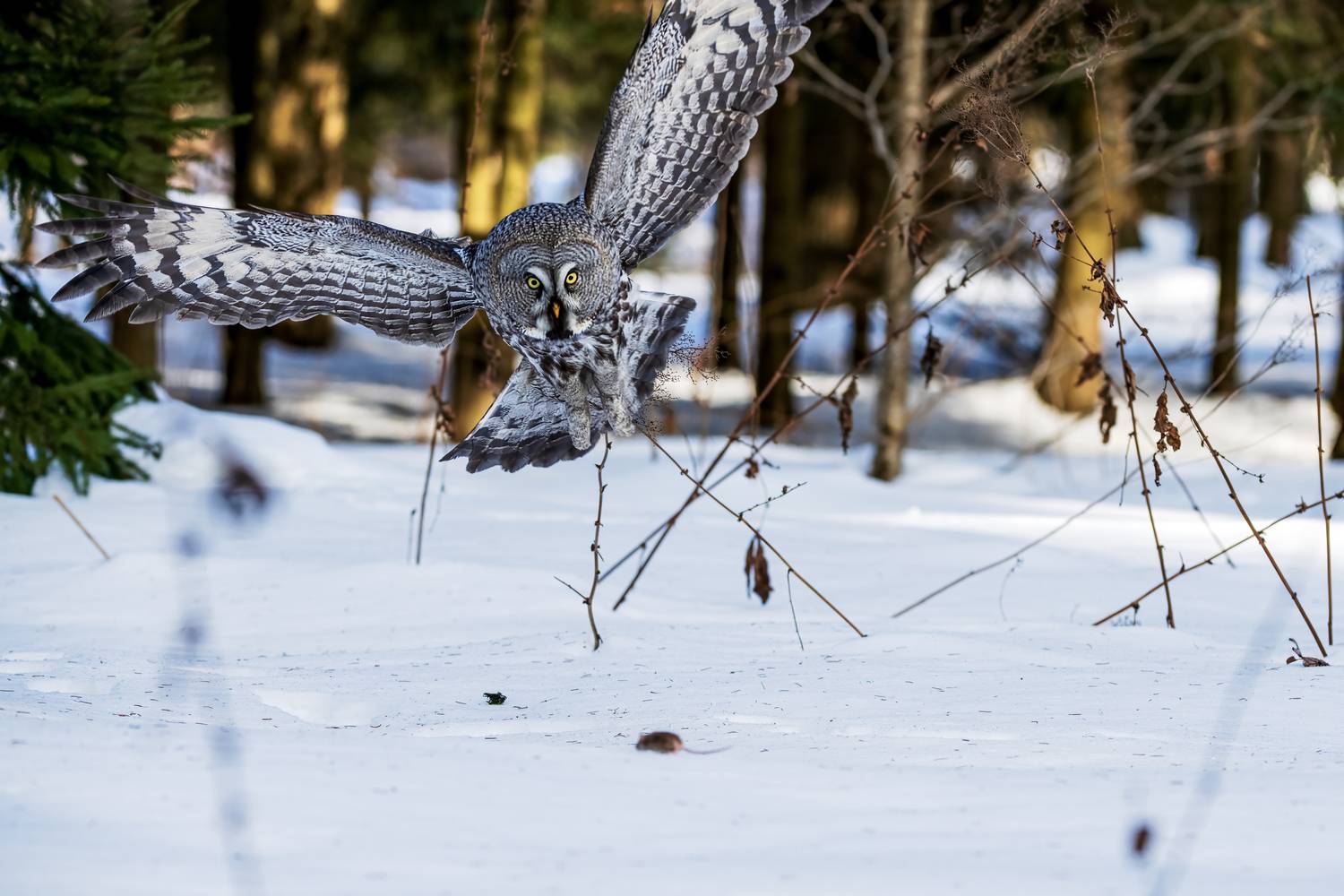 , Павел Ныриков