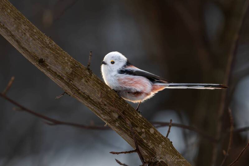 ополовник В последнем луче солнца фото превью