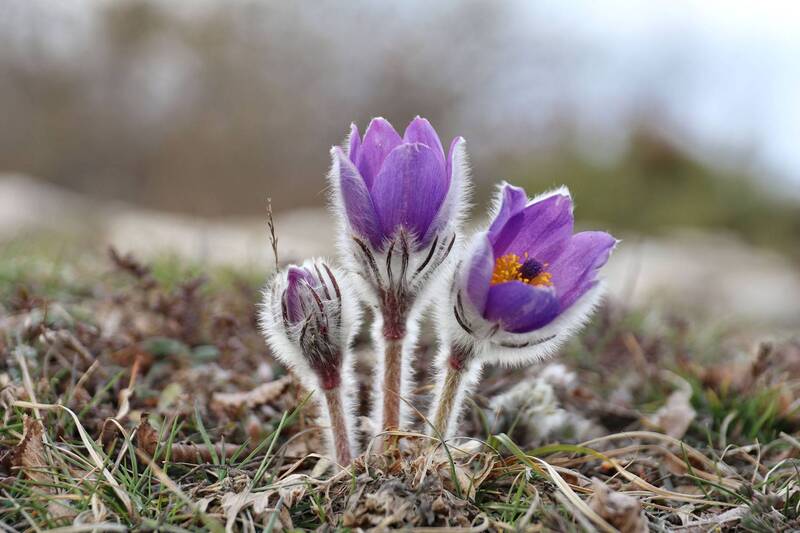 Семейка фото превью