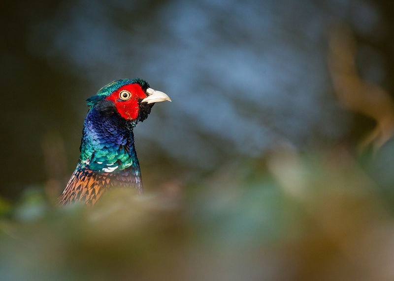 Pheasant фото превью