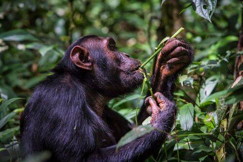 Похожий на человека