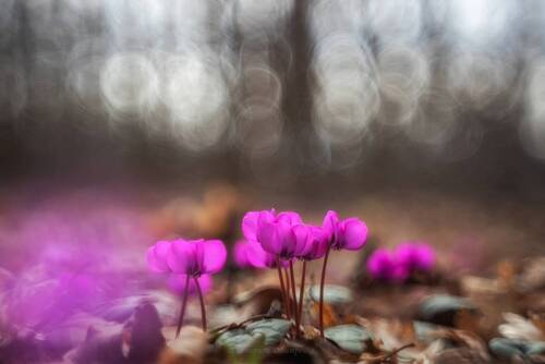 Весеннее чудо