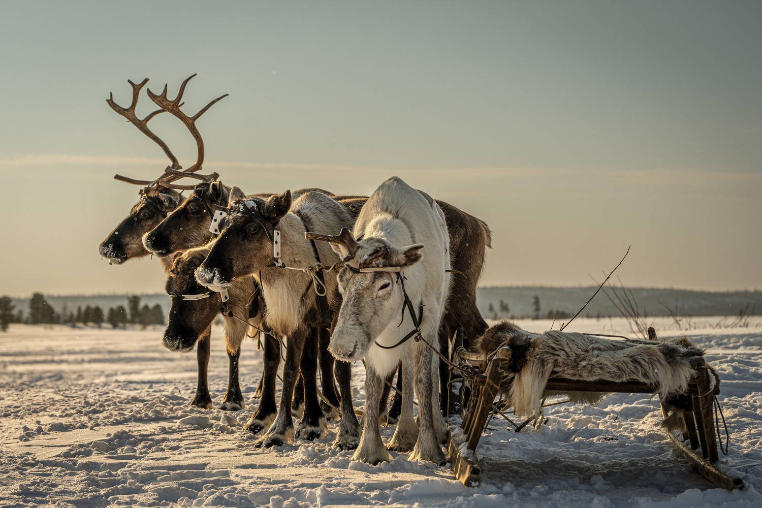 олени, северные олени, крайний север, живем на севере, природа, ямал, янао, тундра, Сторожев Олег