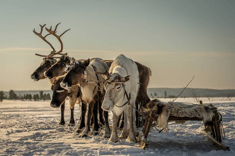 Олешки фото превью