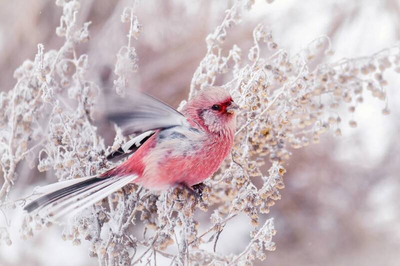 птица, урагус, самец Урагус. (самец) фото превью