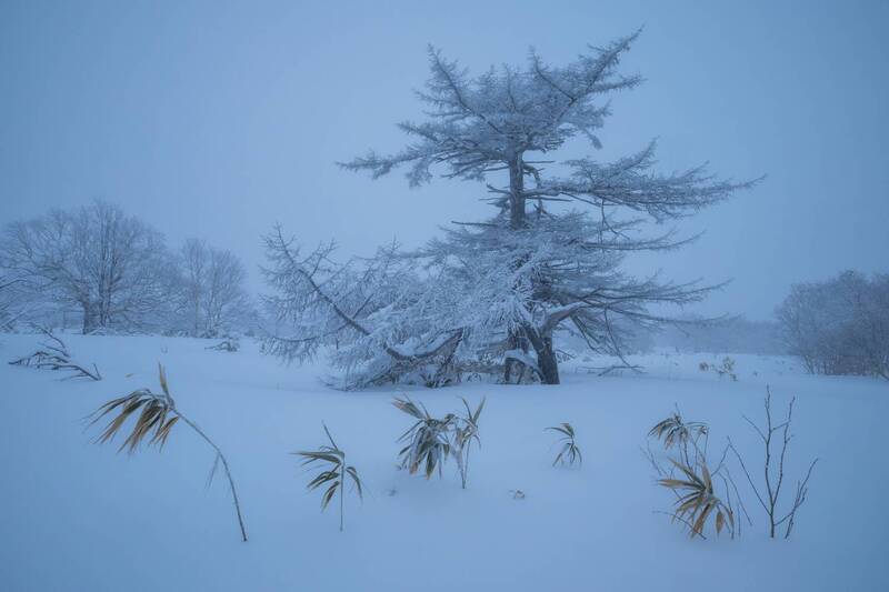 курилы Зимний лес на Итурупе. фото превью
