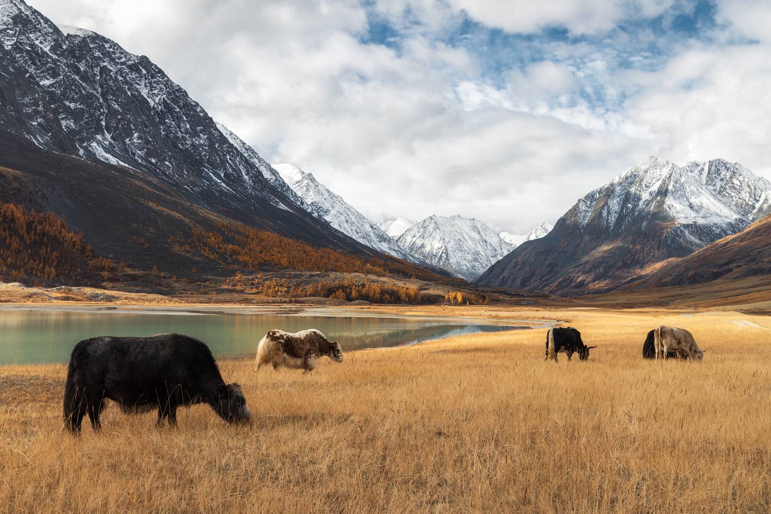 алтай, горный алтай, республика алтай, золотая осень, яки, сарлыки, горное ущелье, осенний алтай, кош-агачский район, Алёна Рубан