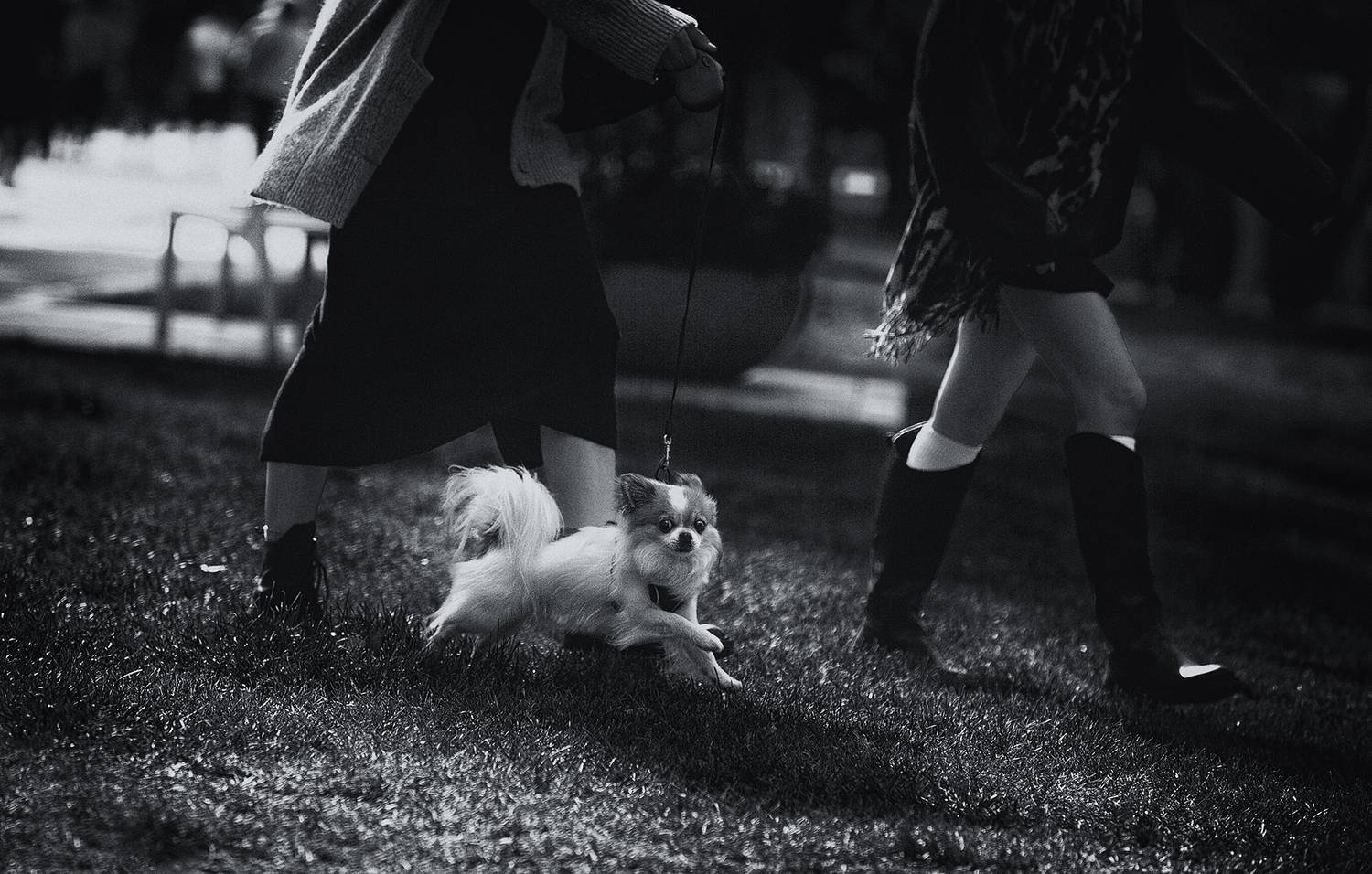 стрит фото, городские картинки, собаки в городе, b&w, чб фото, Vera Trandina
