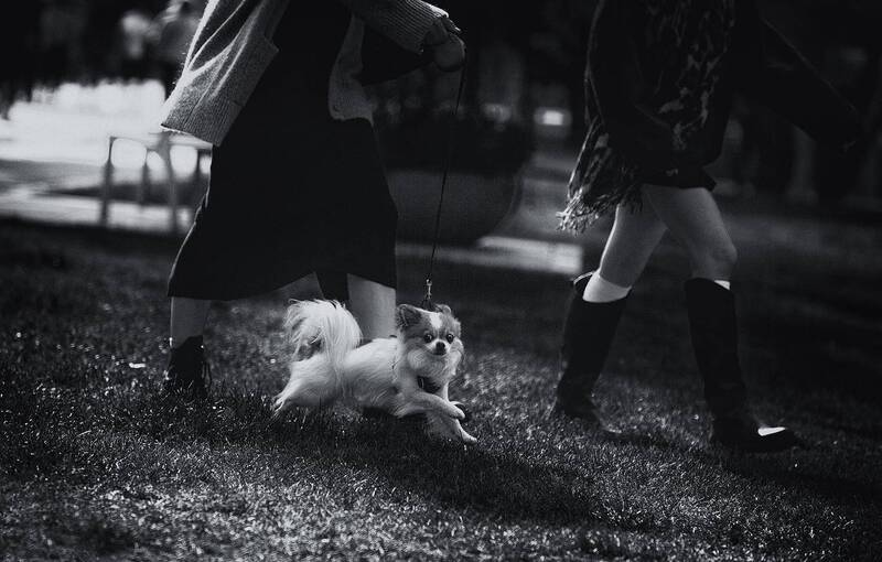 стрит фото, городские картинки, собаки в городе, b&w, чб фото  фото превью