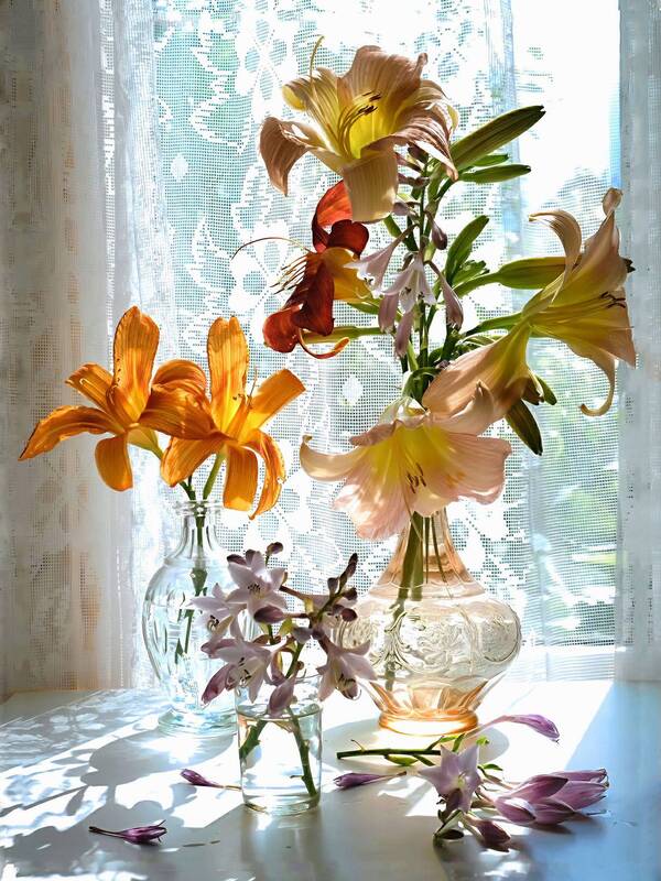 Лилейник фото превью